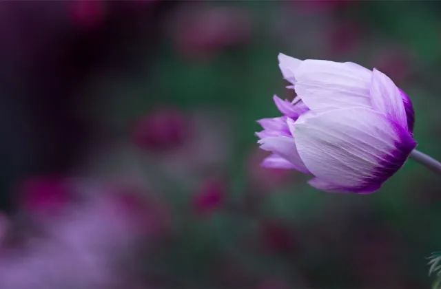 祝朋友生日快樂的祝福語_生日快樂祝福朋友語簡短的_生日祝語祝福快樂朋友的話