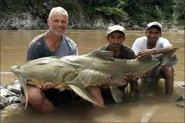 鴨嘴鱷魚能吃嗎_鴨嘴鱷觀賞魚_鴨嘴鱷觀賞魚價格