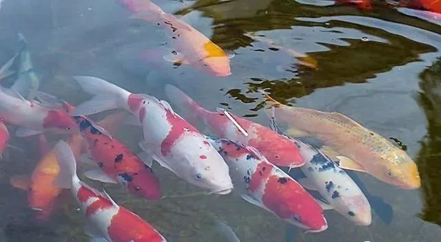 單養的觀賞魚_養魚觀賞魚_養觀賞魚養單數還是雙數