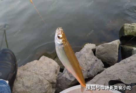 農村小河里的魚_農村河里的觀賞魚_普通河里的魚怎么養