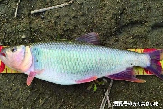 農村小河里的魚_農村河里的觀賞魚_普通河里的魚怎么養