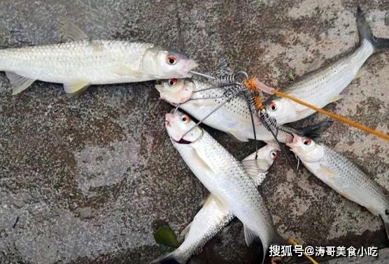 農村河里的觀賞魚_普通河里的魚怎么養_農村小河里的魚