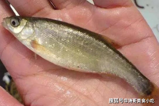 農村小河里的魚_普通河里的魚怎么養_農村河里的觀賞魚