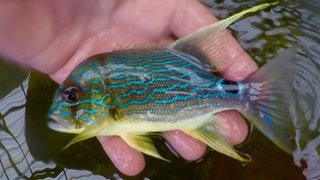 海水觀賞魚交易平臺_海水觀賞魚市場前景_海水觀賞魚批發(fā)市場