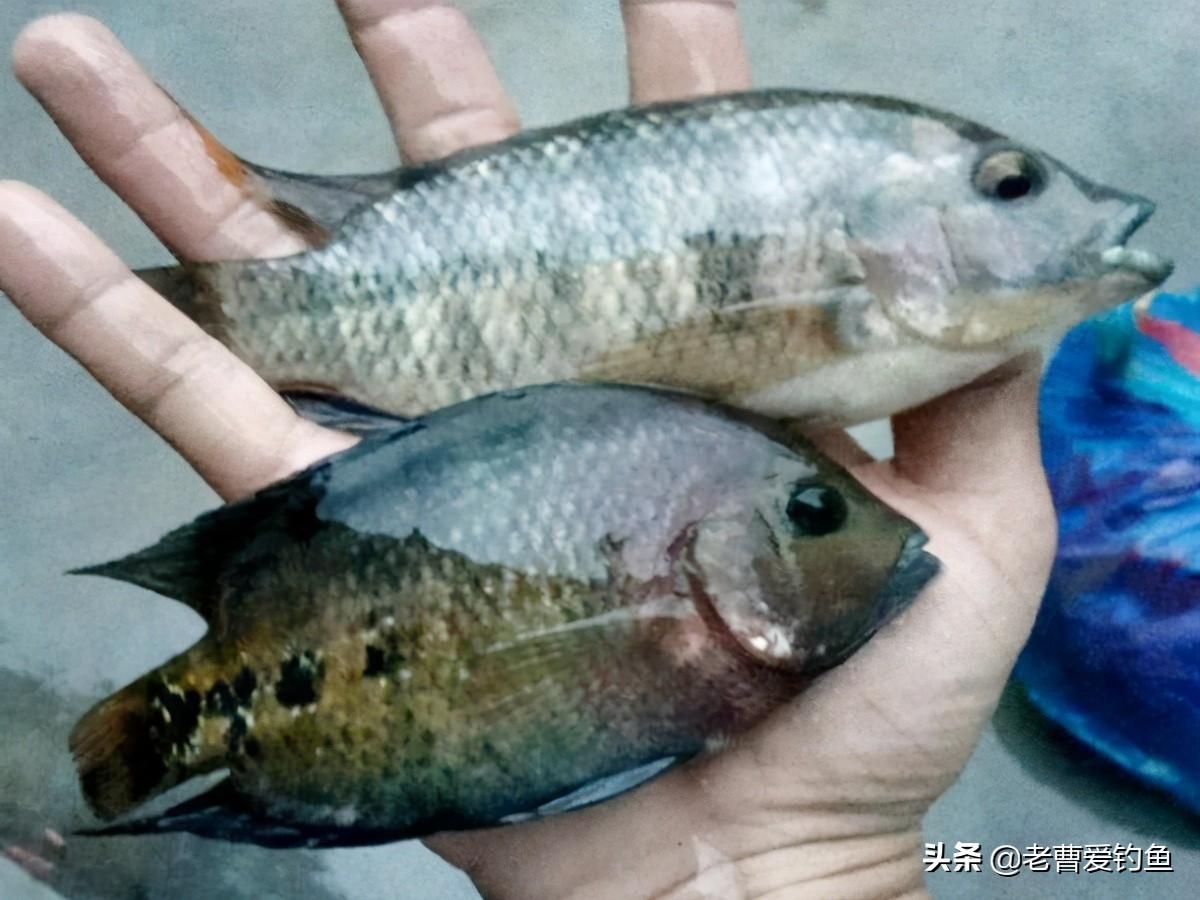 釣到一條“奇怪”的魚，全身布滿花紋，很像