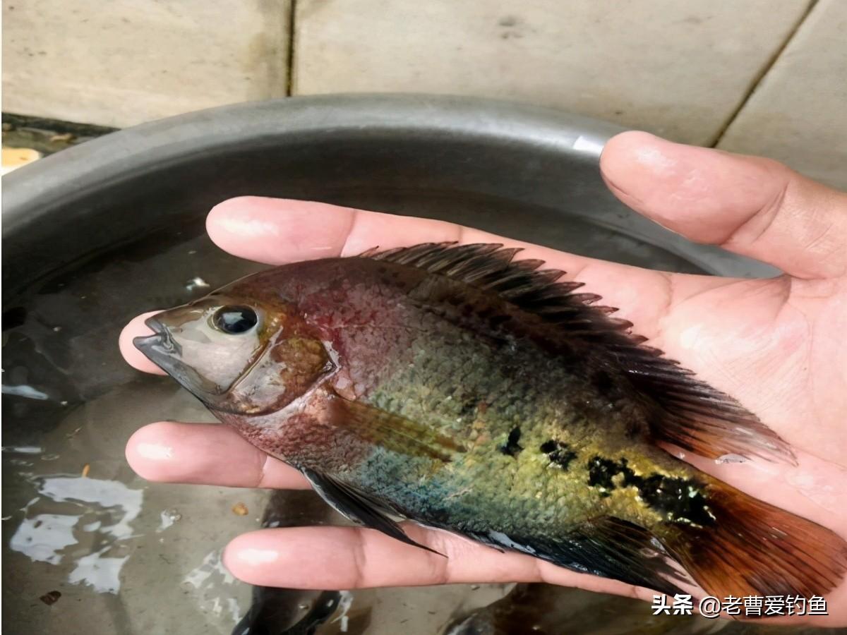 觀賞魚紅羅非魚可以吃嗎_紅羅非魚能在魚缸養(yǎng)嗎_紅羅非魚可以當(dāng)觀賞魚