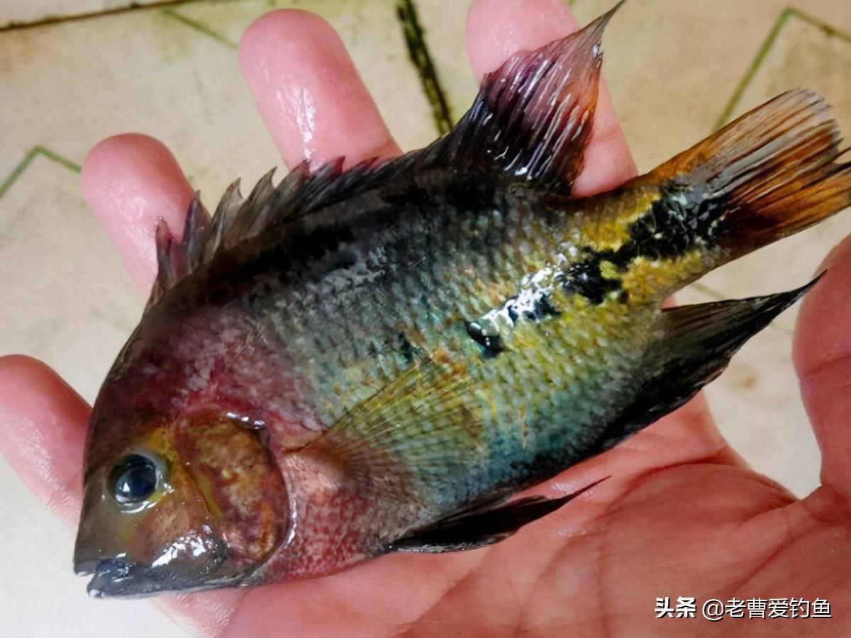 觀賞魚紅羅非魚可以吃嗎_紅羅非魚可以當(dāng)觀賞魚_紅羅非魚能在魚缸養(yǎng)嗎