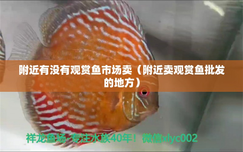 附近有沒有觀賞魚市場賣（附近賣觀賞魚批發