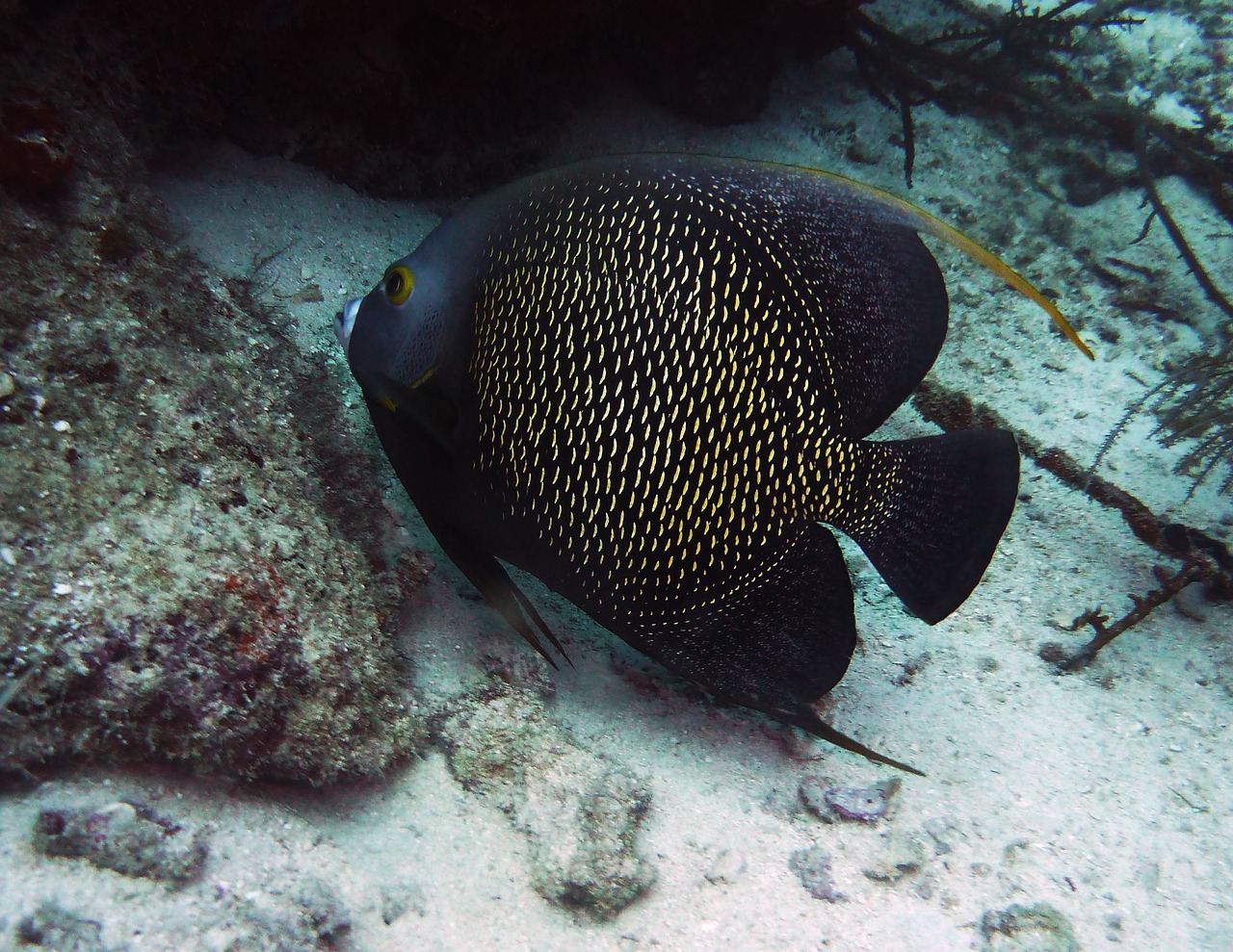 觀賞附近賣魚地方在哪_附近賣觀賞魚的地方在哪里_我附近賣魚的地方