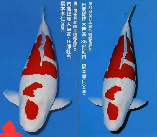 海水觀賞魚(yú)品種大全及名稱(chēng)_海水觀賞魚(yú)品種_稀有海水觀賞魚(yú)