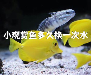 小觀賞魚多久換一次水